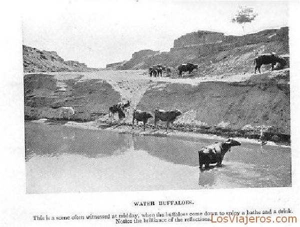Búfalos en el Nilo - Egipto