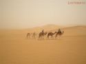 Camels in the storm