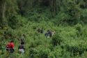 Climbing to the Virunga mountains in search of gorilas 