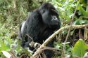 This enormous silverback took a walk calmly to a meter of d