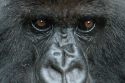 Gorilla Eyes -Volcans National Park - Rwanda
Mirada de Gorilas -Parque Nacional de Los Volcanes - Ruanda