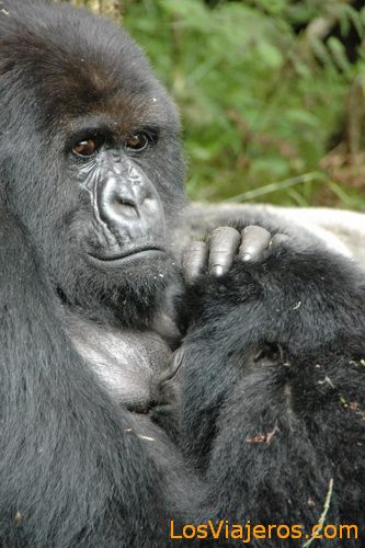 Gorilla Mother -Volcans National Park - Rwanda
Mama Gorila -Parque Nacional de Los Volcanes - Ruanda