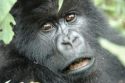 Gorilla Face -Volcans National Park - Rwanda
Primer plano de Gorila -Parque Nacional de Los Volcanes - Ruanda