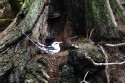White-Tailed Tropicbird