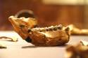 Lucy, Australopithecus Afarensis - National Museum of Ethiopia - Addis Ababa