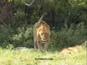 Nakuru Lions