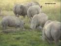Rhinos - Kenya
Rinocerontes - Kenia