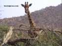 Reticuled Giraffe