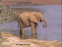 Ir a Foto: Elefante bebiendo 
Go to Photo: Drinking Elephant
