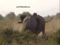 Ir a Foto: Elefantes 
Go to Photo: Fighting Elephants