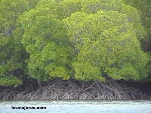 Mangroves - Kenya
Manglares - Kenia