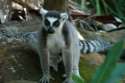 Ring tailed lemur, also knowed as maki, is the most frienly 