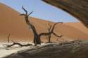 Dead Trees in Namib Desert - Namibia