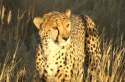 Cheetah - Namibia
Guepardo en reserva de Namibia