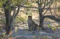 Leopard -Ethosa Park- Namibia