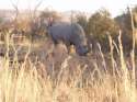Ampliar Foto: Enorme rinoceronte en la reserva de Pilanesberg