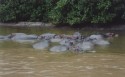 St. Lucia, hippos at the lagoon