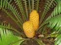 Ir a Foto: Tipo de pina, no creo que comestible 
Go to Photo: Some kind of pineapple, surely not eatable