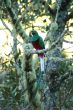 Quetzal Bird - Costa Rica
Pajaros Quetzal - Costa Rica