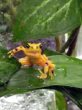 The golden frog is one of the most endangered species in the