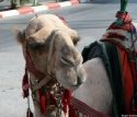 Go to big photo: Camel