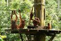 Orangutans Family -Sempilok -Borneo- Malaysia