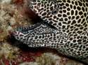 Very timid and almost blind, moray eels can grow up to 2 met