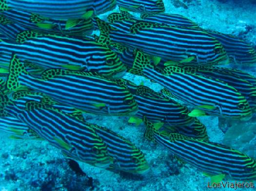 Fishes - in Maldives Islands
Bandada de peces - Islas Maldivas