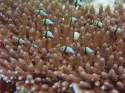 Baby Damselfishes over coral  Dascyllus reticulatus over Ac