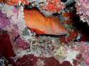 Ir a Foto: Arrecifes de coralinos en las Islas Maldivas 
Go to Photo: Divers in Maldives Reciffs