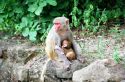 Female Baboon with a baby-Monywa-Burma