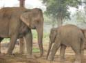 Elefantes
Elephants