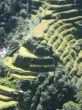 Rice terraces in Banaue 