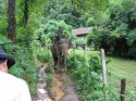 Elephant trip, Mae Hong Son - Thailand