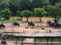 Ir a Foto: Campo de trabajo de elefantes, camino de Chiang Rai - Tailandia 
Go to Photo: Elephant Working Camp, in the road to Chiang Rai