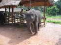 Little elephant - Thailand
Pequeño elefante - Chiang Rai - Tailandia