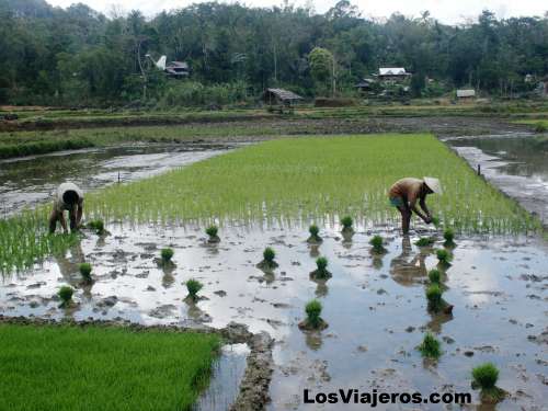 Rice fields in Toraja's Area - Indonesia
Campos de arroz de la zona Toraja - Indonesia