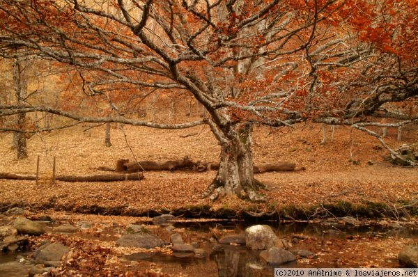 Hayedo de Montejo en Otoño