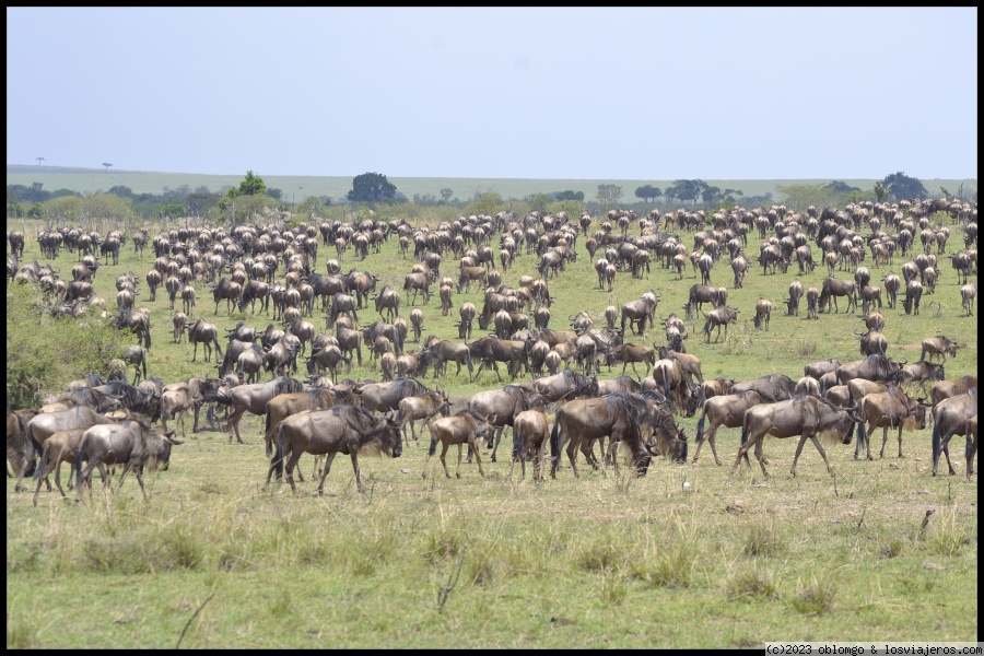 Ñus - Gran Migración en Masai Mara