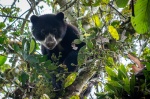 Oso de anteojos