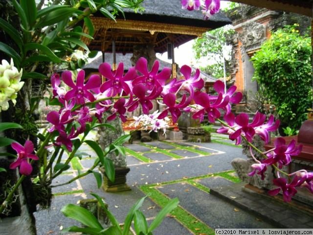 Bali Orquideas -1-