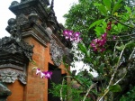 Bali Templo y Orquideas