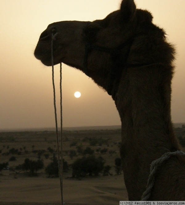 Paseo en Camello en el desierto de Jaisalmer (India)