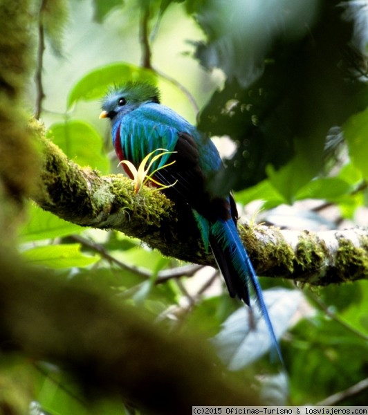 Pájaro Quetzal - Panamá