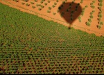 Viñedos de Tomelloso - Ciudad Real, Castilla La Mancha