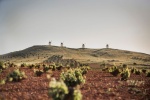 Viñas y Molinos en la Ruta del Vino de La Mancha