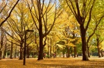 Parque Yoyogi - Tokio (Japón)