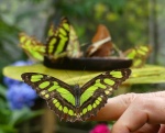 Mariposario del Quindío