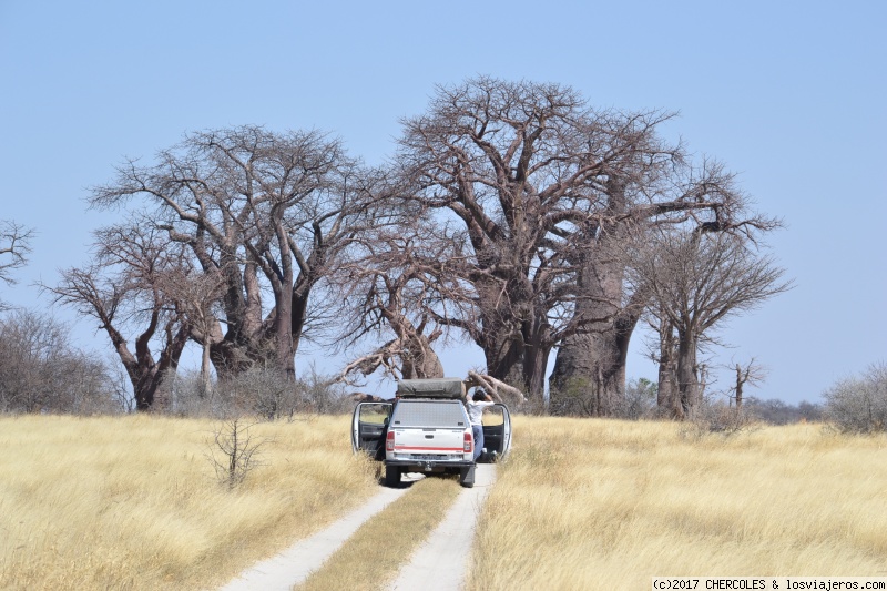 Coche y baobabs