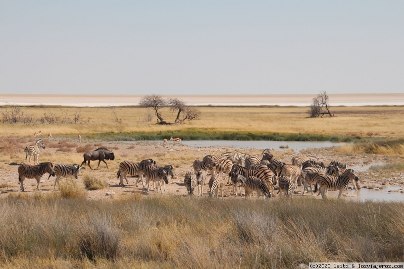 Etosha mix